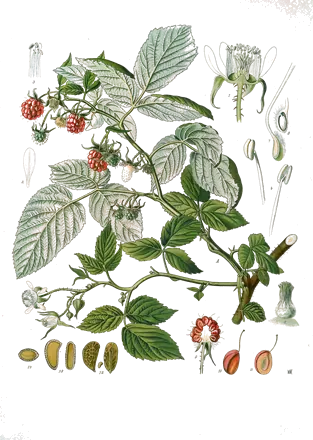 Lámina botánica de 1887 de una rama de frambueso con flores, frambuesas y detalles de la flor y del fruto