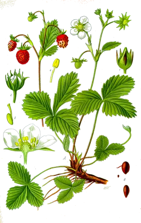 Lámina botánica de 1885 de una mata de fresa silvestre con flores y fresas