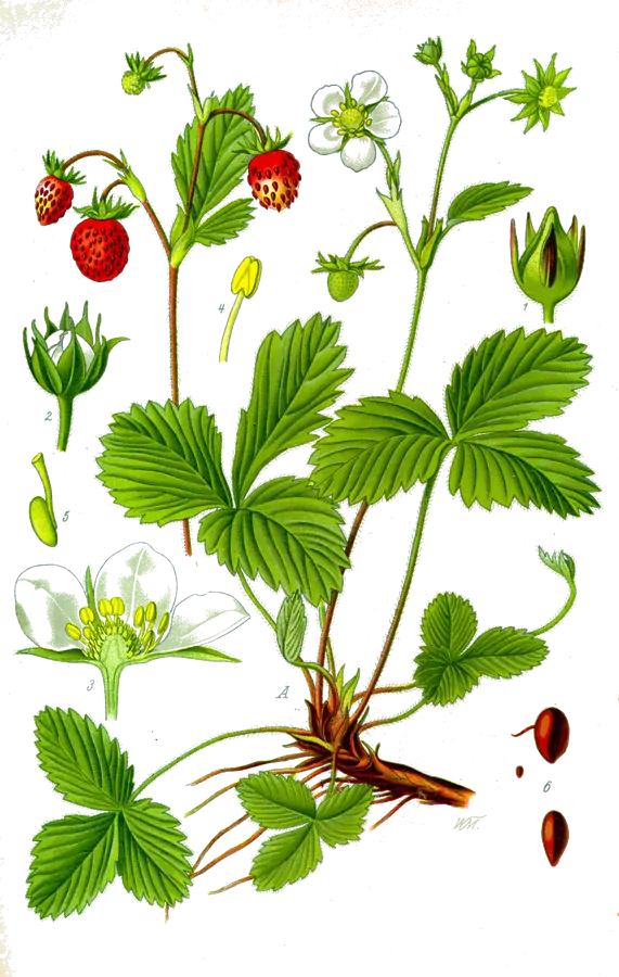 Lámina botánica de 1885 de una mata de fresa silvestre con flores y fresas