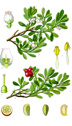 Busserole (Arctostaphylos uva‑ursi)