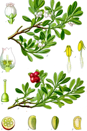 Gayuba (Arctostaphylos uva‑ursi)