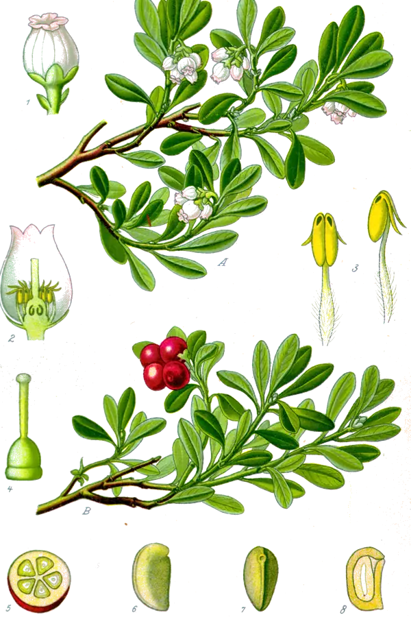 Gayuba (Arctostaphylos uva‑ursi)