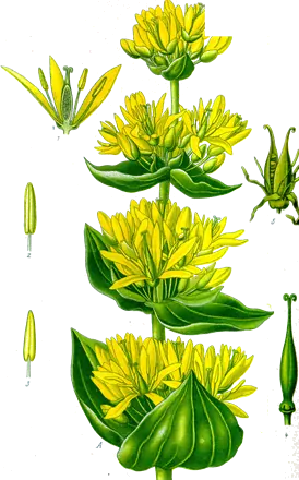 Genciana (Gentiana lutea)