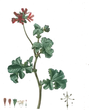 Planche botanique du début du XIXe siècle d’un rameau de pélargonium aux feuilles lobées et aux fleurs roses