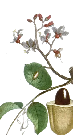 Planche de 1829 d’un rameau de coumarou en fleur, avec le fruit ouvert et sa graine