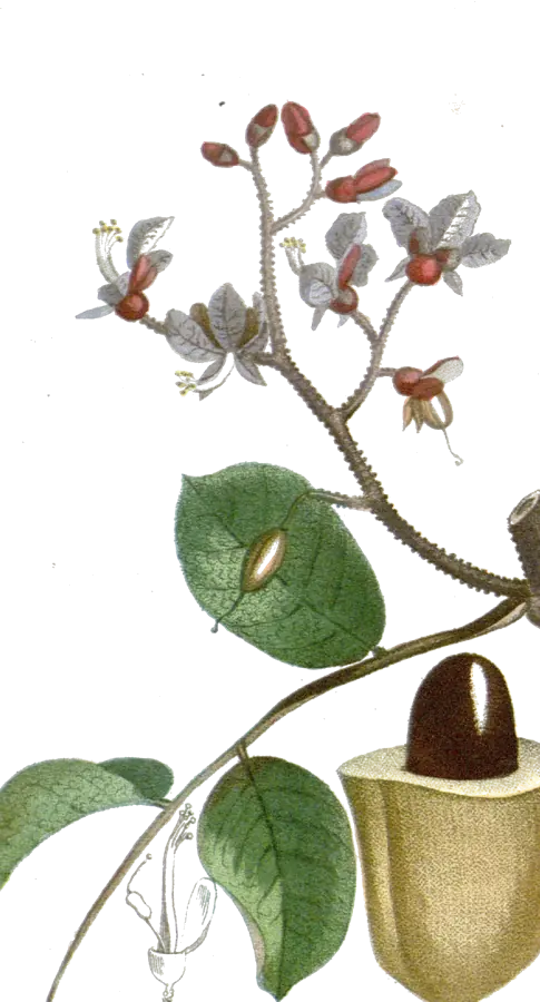 Planche de 1829 d’un rameau de coumarou en fleur, avec le fruit ouvert et sa graine