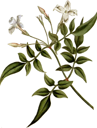 Lámina botánica de 1787 de una rama de jazmín en flor