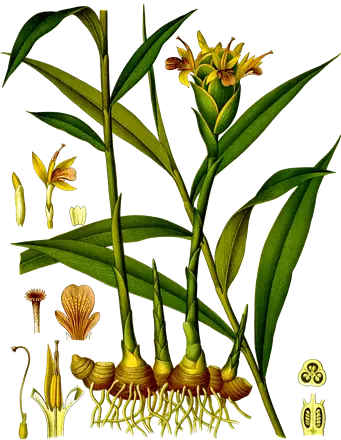 Planche botanique de 1890 du gingembre, avec sa fleur et son rhizome