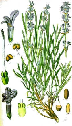Lavande (Lavandula angustifolia)