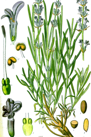 Lavanda (Lavandula angustifolia)