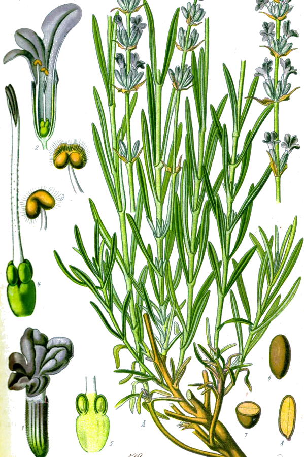 Lavanda (Lavandula angustifolia)