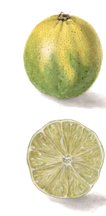 Acuarela de 1909 de una lima entera, verde y amarilla, y otra cortada por la mitad