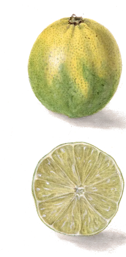 Acuarela de 1909 de una lima entera, verde y amarilla, y otra cortada por la mitad