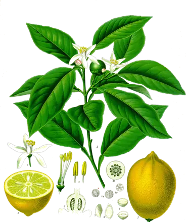 Lámina botánica de 1887 de una rama de limonero con azahar y limones