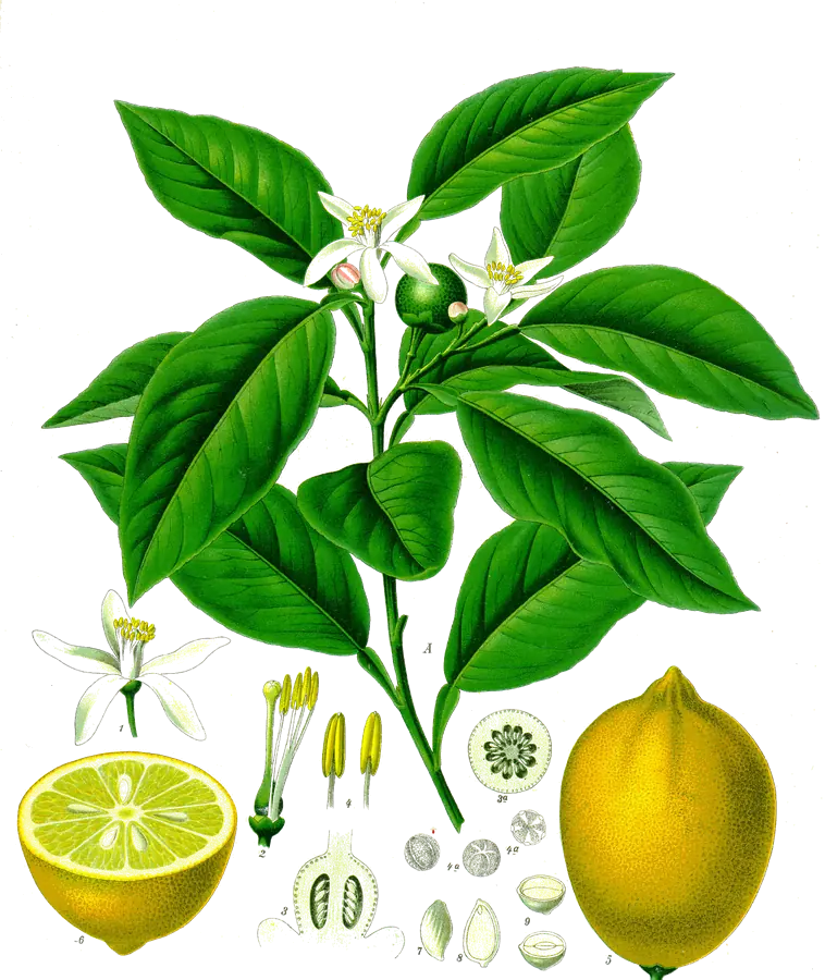 Lámina botánica de 1887 de una rama de limonero con azahar y limones