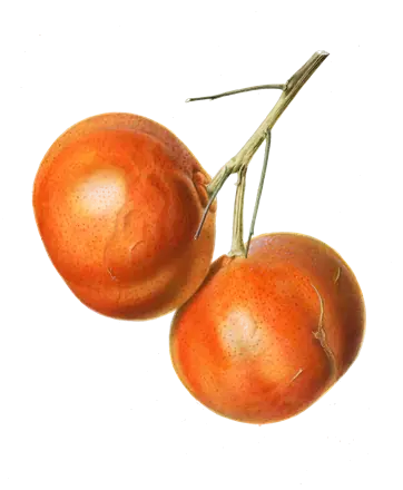 Aquarelle de 1918 : deux mandarines sur un rameau