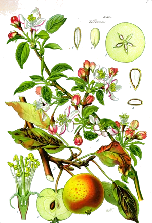 Lámina botánica de 1885 de una rama de manzano con flores y manzanas
