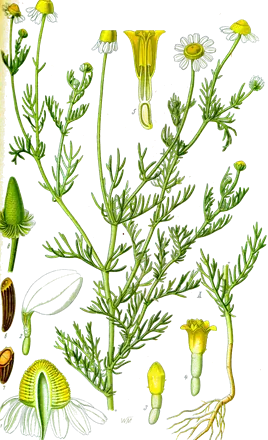 Manzanilla (Matricaria chamomilla)