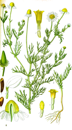 Camomille (Matricaria chamomilla)