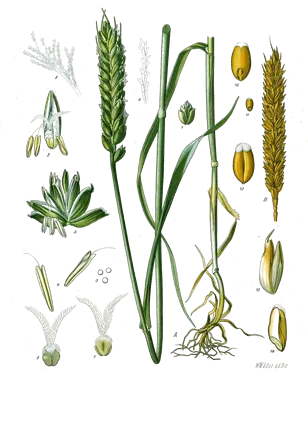 Planche botanique de 1890 du blé, avec la plante, un épi vert, un autre mûr et des grains isolés