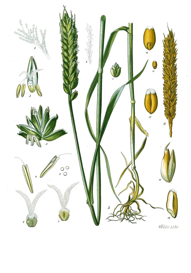 Planche botanique de 1890 du blé, avec la plante, un épi vert, un autre mûr et des grains isolés