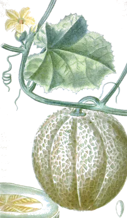 Planche botanique de 1827 : pied de melon avec une feuille, une fleur jaune et un melon à côtes