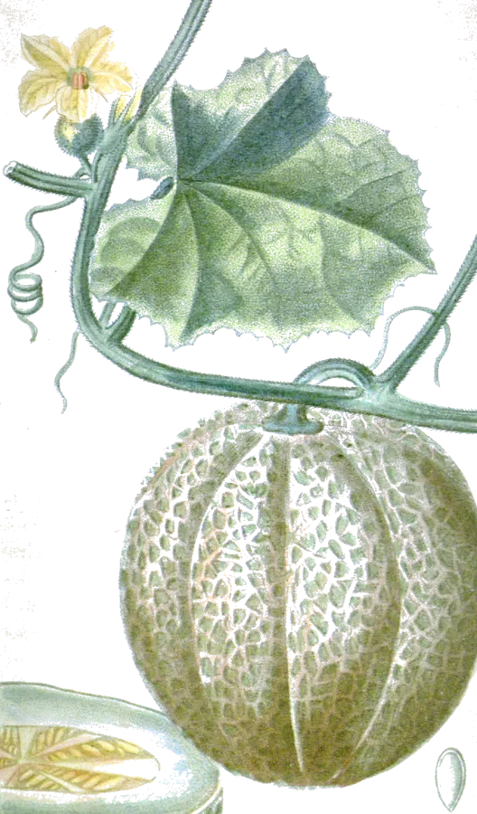 Lámina botánica de 1827 de una mata de melón con hoja, flor amarilla y un melón acostillado