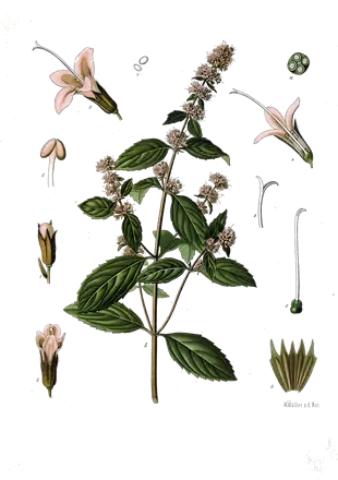 Planche botanique de 1887 d’un pied de menthe poivrée en fleur