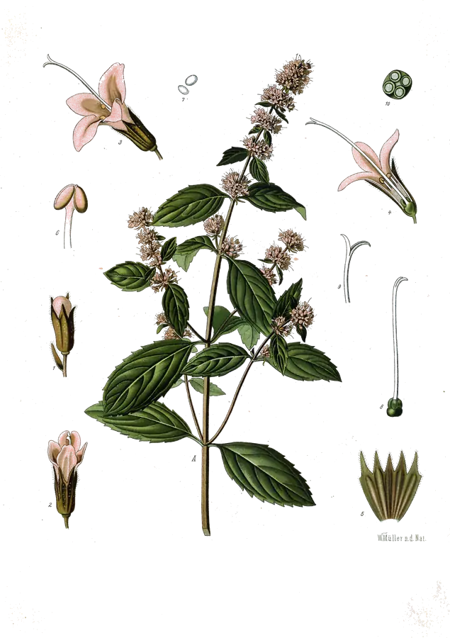 Lámina botánica de 1887 de una planta de menta piperita en flor