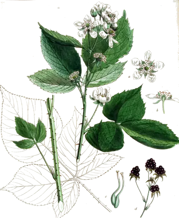 Planche botanique ancienne : rameau de ronce avec fleurs et mûres