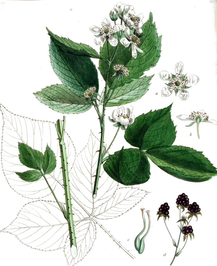 Planche botanique ancienne : rameau de ronce avec fleurs et mûres