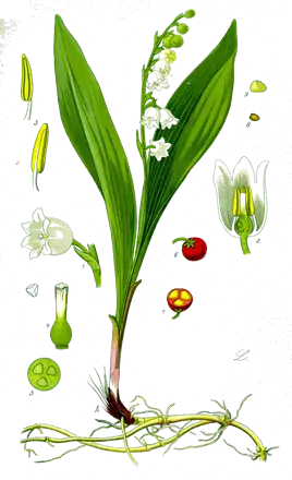 Planche botanique de 1885 d’un muguet avec ses deux feuilles, sa grappe de fleurs blanches et ses fruits rouges