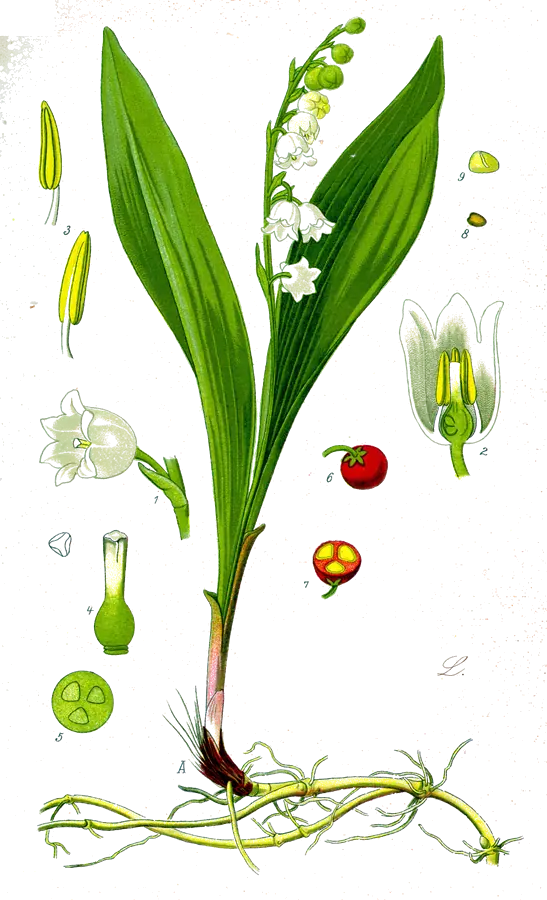 Lámina botánica de 1885 de un muguete con sus dos hojas, el racimo de flores blancas y los frutos rojos