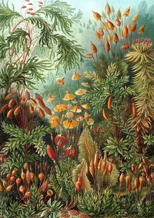 Lámina de 1904 de Ernst Haeckel con musgos de muchas especies
