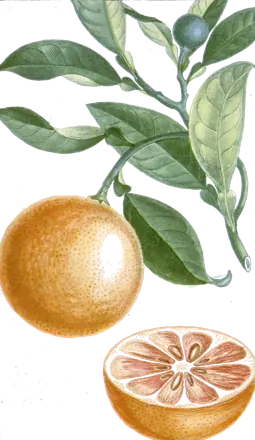 Lámina botánica de 1827 de una rama de naranjo dulce con una naranja entera y otra abierta