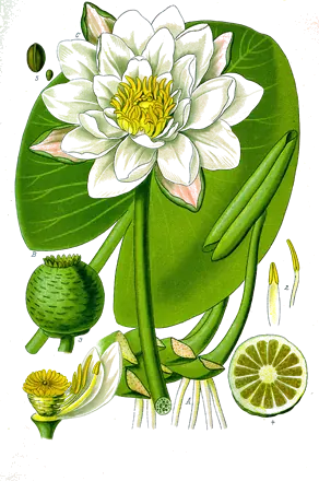 Planche botanique de 1885 d’un nénuphar blanc ouvert sur sa feuille ronde, avec le fruit et les pièces de la fleur