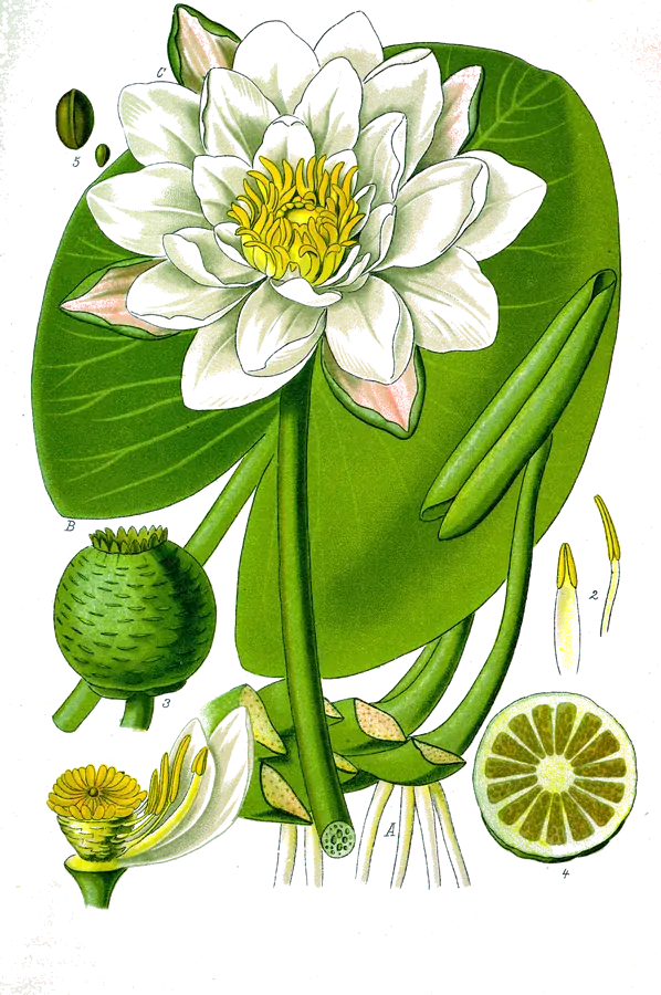 Lámina botánica de 1885 de un nenúfar blanco abierto sobre su hoja redonda, con el fruto y las piezas de la flor