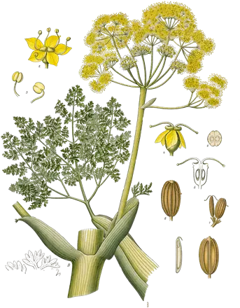 Planche botanique de 1887 du galbanum, une ombellifère à fleurs jaunes, avec la base épaisse de sa tige, ses feuilles très découpées et ses fruits