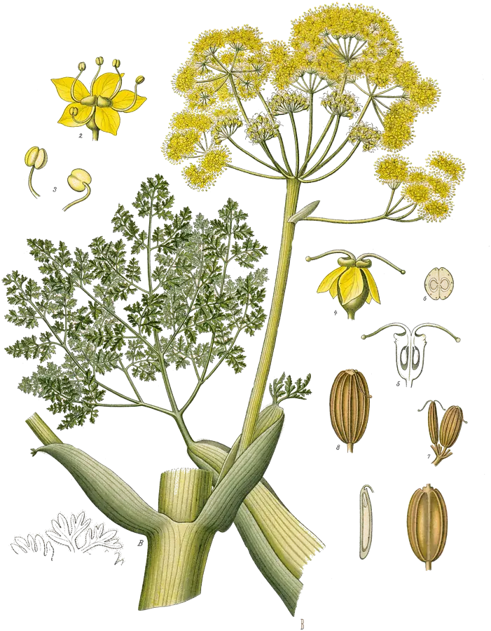 Lámina botánica de 1887 del gálbano, una umbelífera de flores amarillas, con su base de tallo grueso, hojas muy divididas y frutos