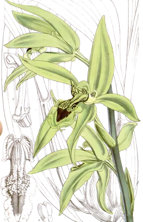 Lámina botánica de 1858 de una orquídea verde con el labelo negro