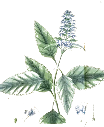 Planche botanique des environs de 1819 d’un patchouli de l’Inde, aux feuilles dentées et à l’épi de fleurs bleutées