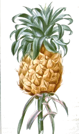 Planche botanique de 1827 : un ananas jaune avec sa couronne de feuilles