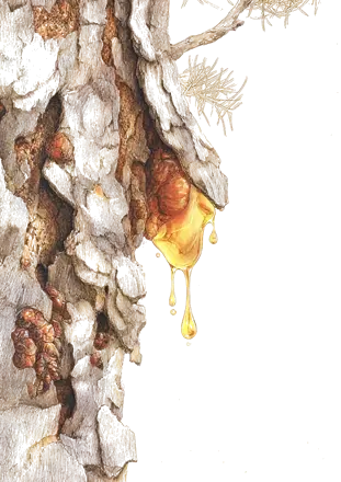 Illustration à la plume et à l’aquarelle d’une goutte de résine dorée contre l’écorce d’un pin