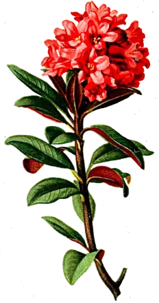 Rododendro (Rhododendron ferrugineum)