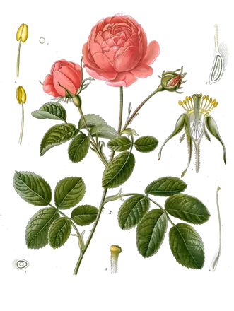 Lámina botánica de 1890 de una rosa de cien hojas con flores y capullo
