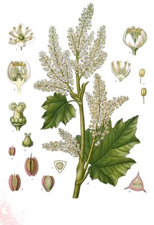 Lámina botánica de 1890 de un ruibarbo con su gran inflorescencia de flores blancas, hojas y detalles de la flor y del fruto