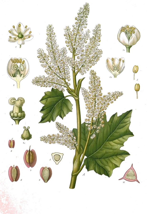 Lámina botánica de 1890 de un ruibarbo con su gran inflorescencia de flores blancas, hojas y detalles de la flor y del fruto