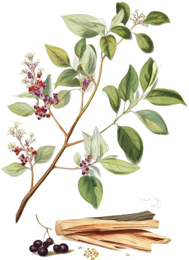 Illustration d’un rameau de santal avec ses fleurs et ses baies, d’un tronc ouvert qui montre le bois et d’un filet de fumée