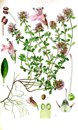 Serpolet (Thymus serpyllum)