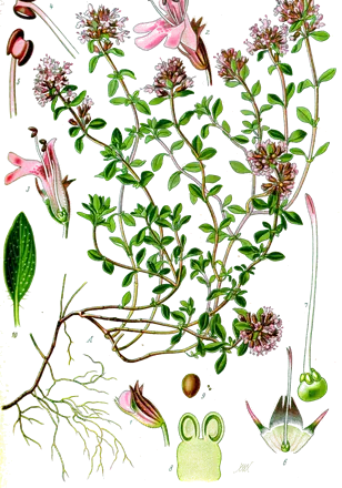 Tomillo serpol (Thymus serpyllum)